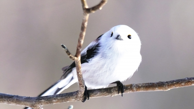 Shima Enaga: The Fluffy White Bird 