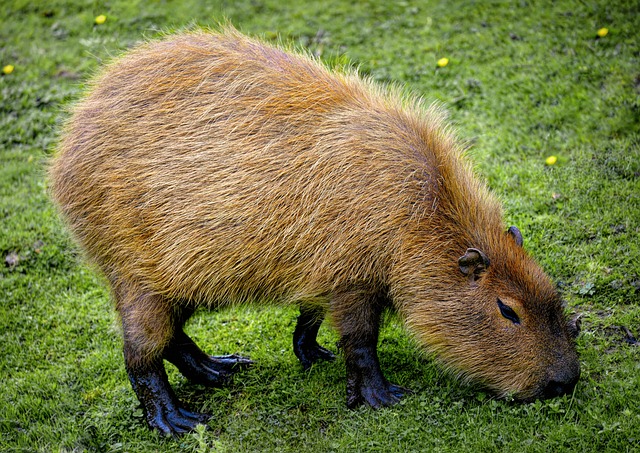 Capybara capybaras are the sector’s biggest rodents, native to South America. They inhabit wetlands, rivers, and dense forests, in which they are able to find sufficient food and wate