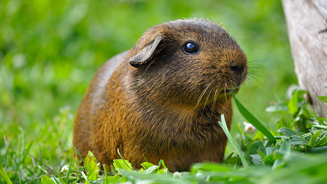 Capybara