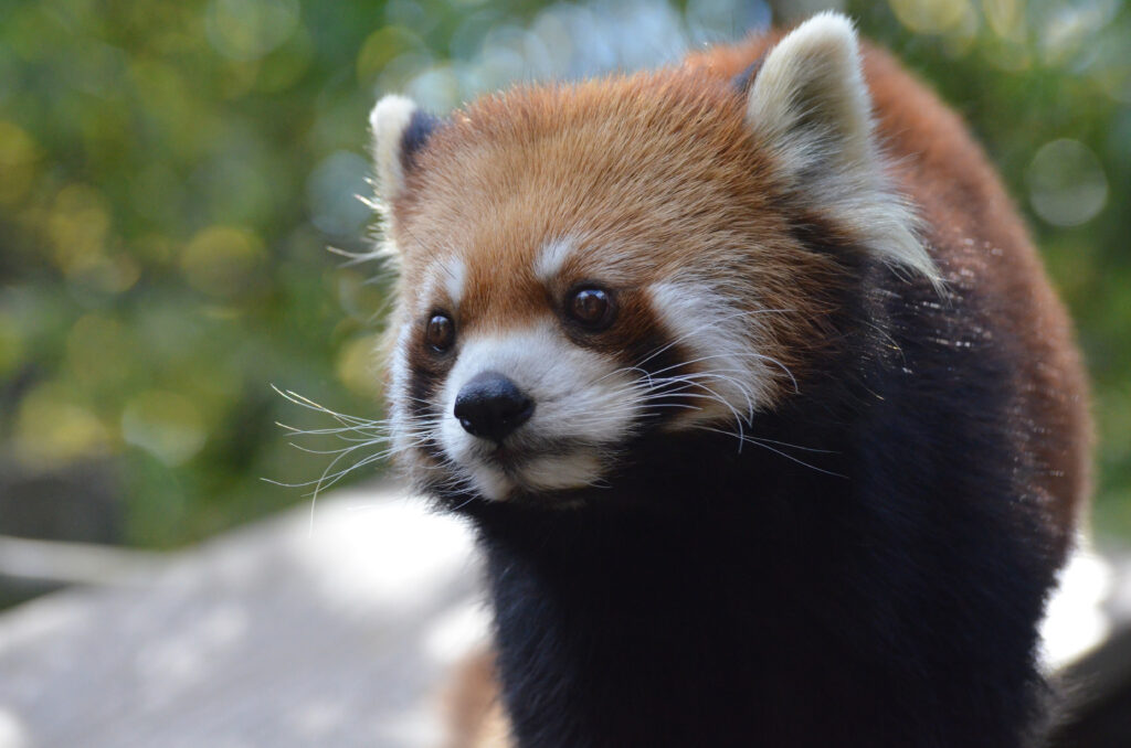 Red panda