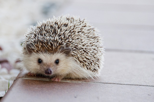 Four-Toed Hedgehog: The Adorable Insectivore 