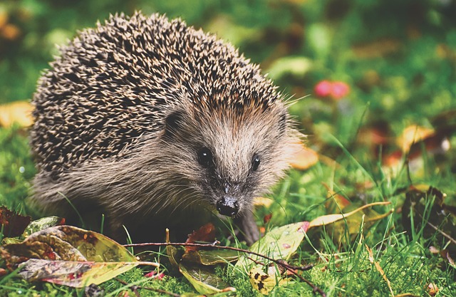 Four-Toed Hedgehog: The Adorable Insectivore 