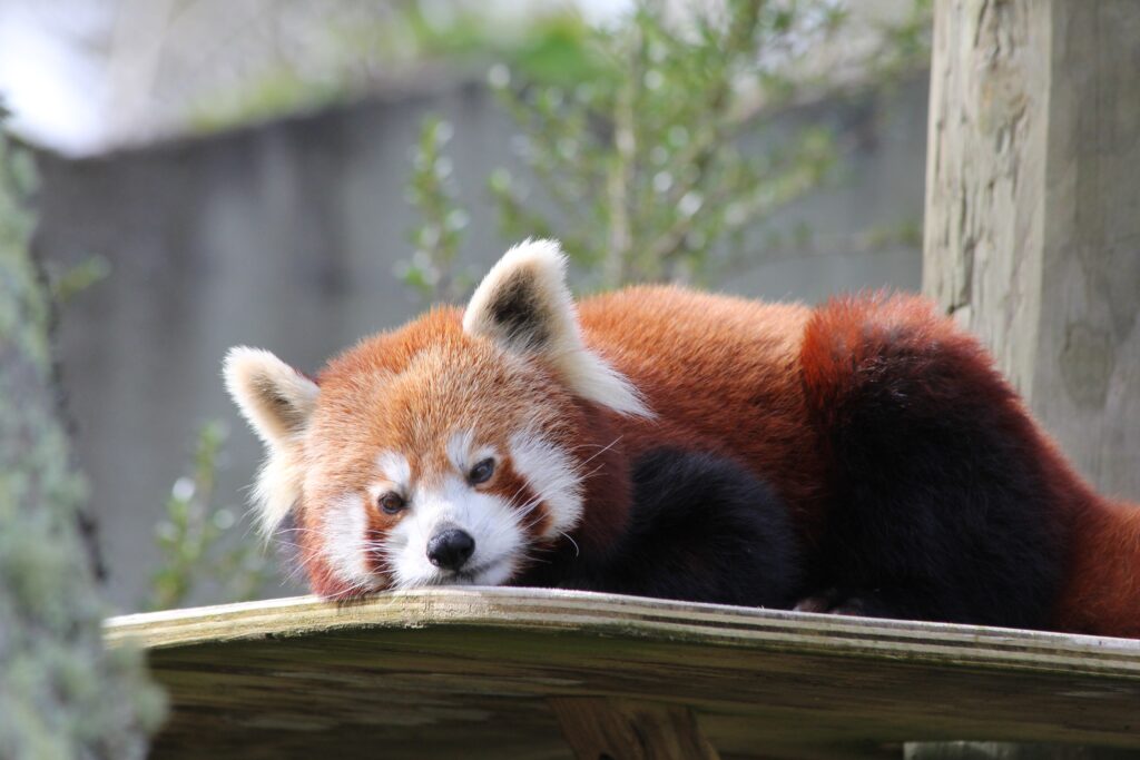 Red panda