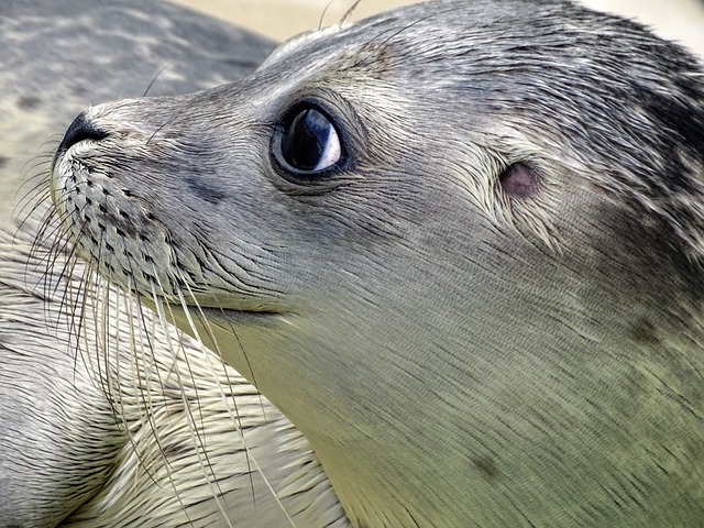 Harp Seal