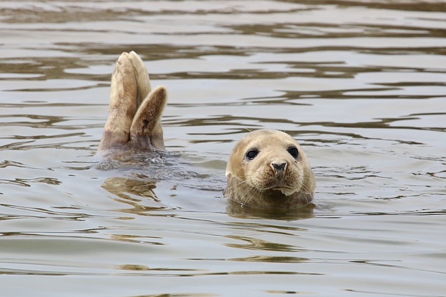 Harp Seal